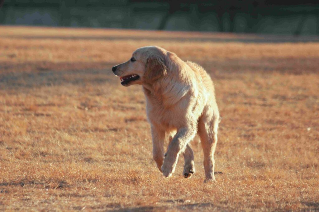 can dog eat paneer